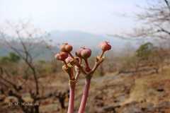 Euphorbia fusiformis